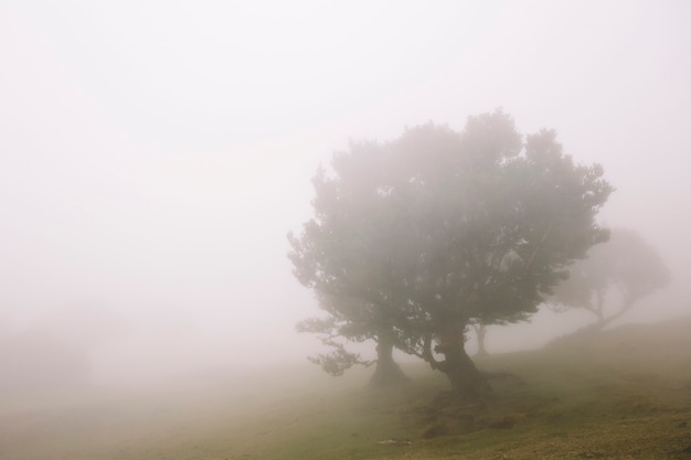 Foresta mistica di laurisilva di Fanal all'isola di Madeira, Portogallo