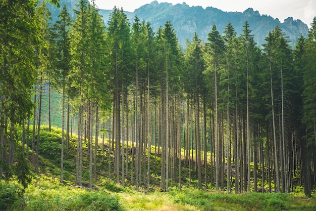 Foresta naturale di alberi di abete rosso Valle Bielovodska in Alti Tatra Slovacchia Alberi retroilluminati dalla luce del sole dorato