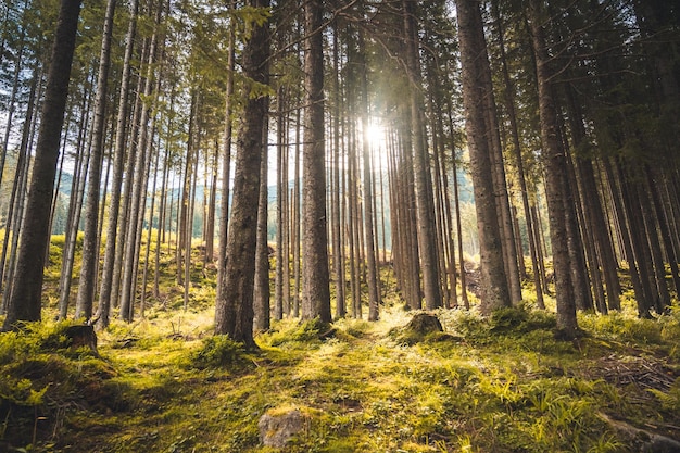 Foresta naturale di alberi di abete rosso Valle Bielovodska in Alti Tatra Slovacchia Alberi retroilluminati dalla luce del sole dorato