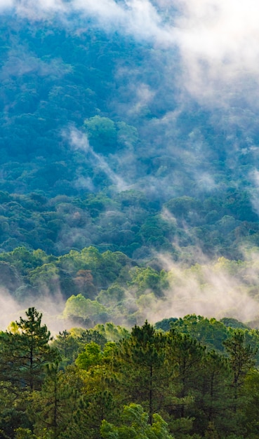 Foresta naturale di alberi tropicali, raggi di sole attraverso la nebbia creano atmosfera mistica