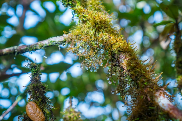 Foresta naturale di alberi tropicali, raggi di sole attraverso la nebbia creano atmosfera mistica