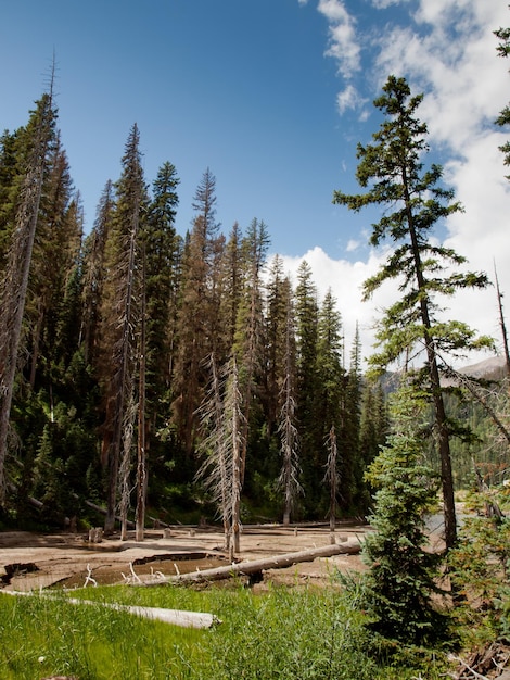 Foresta Nazionale del Rio Grande in Colorado.