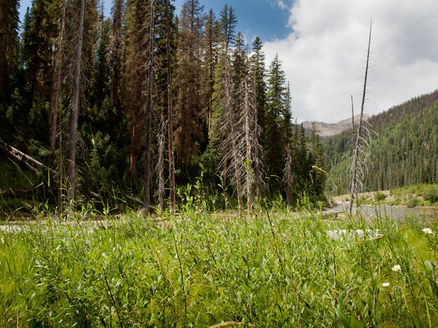 Foresta Nazionale del Rio Grande in Colorado.