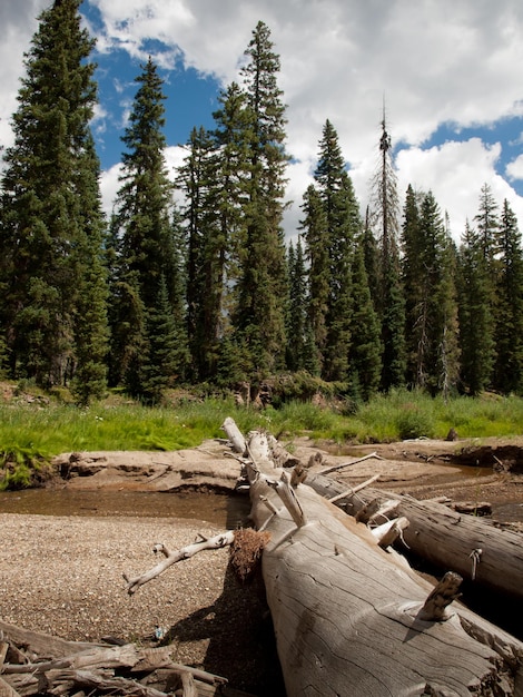 Foresta Nazionale del Rio Grande in Colorado.