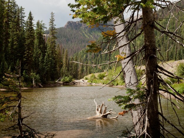 Foresta Nazionale del Rio Grande in Colorado.