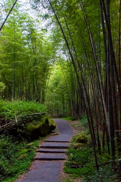 Foresta nazionale di bambù verde fresco della foresta di bambù