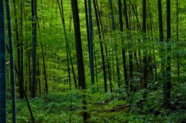 Foresta nazionale di bambù verde fresco della foresta di bambù