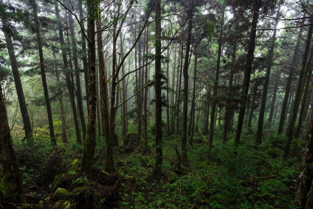 Foresta nebbiosa a Yilan, Taiwan