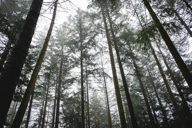 Foresta nebbiosa al mattino