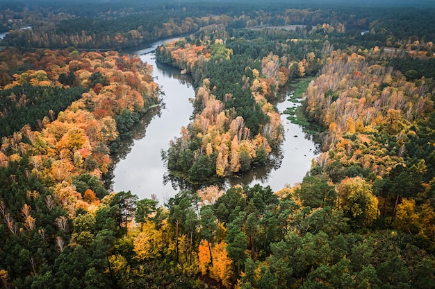 Foresta nebbiosa autunnale e vista aerea del fiume tortuoso della Polonia