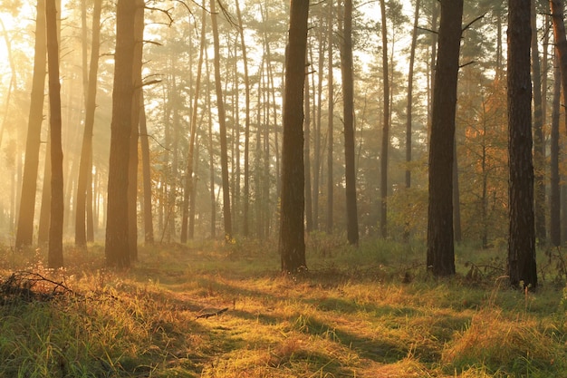 Foresta nebbiosa autunnale