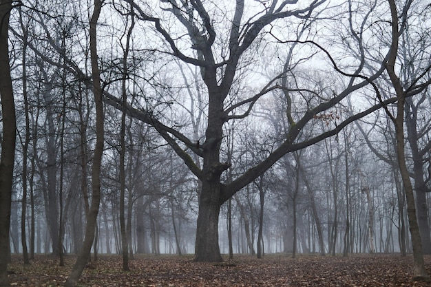 Foresta nebbiosa con vecchio grande albero