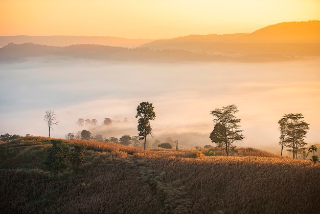 Foresta nebbiosa del paesaggio di mattina bellissimo sfondo di montagna copertura nebbia alba