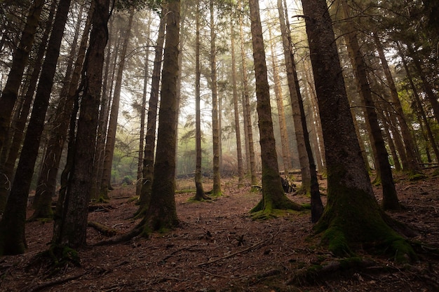 Foresta nebbiosa di Artikutza sui monti Baschi