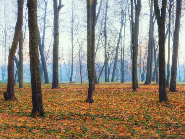 Foresta nebbiosa di mattina. Bellissimo paesaggio nebbioso autunnale con alberi in una foresta. Focalizzazione morbida.