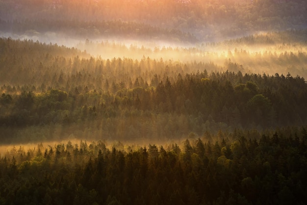 Foresta nebbiosa durante l'alba autunnale Svizzera Sassone Germania