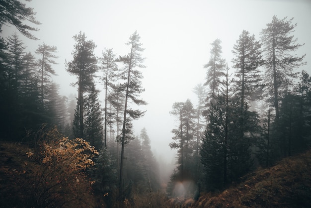 Foresta nebbiosa in autunno