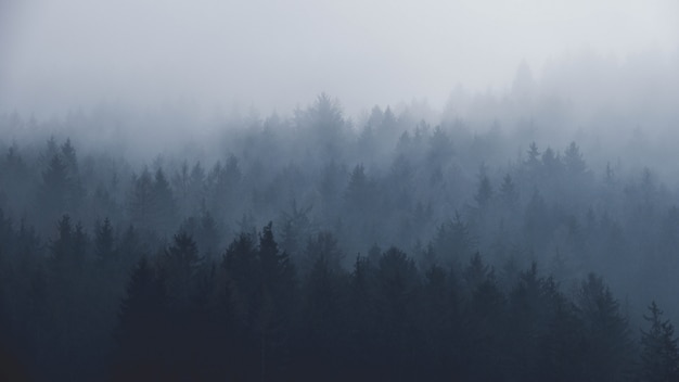 Foresta nebbiosa in montagna