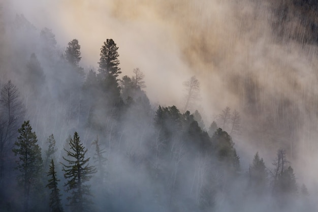 Foresta nebbiosa magica. Bellissimi paesaggi naturali.