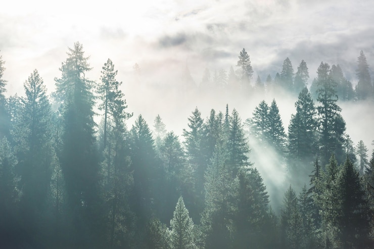 Foto foresta nebbiosa magica. bellissimi paesaggi naturali.