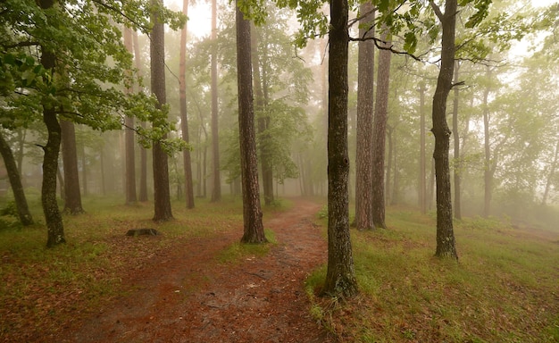 Foresta nebbiosa Nebbia nella foresta di pini o querce al mattino presto Panorama della foresta