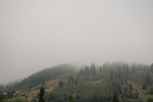 Foresta nebbiosa su un fianco di una montagna in una riserva naturale. Montagna nella nebbia.