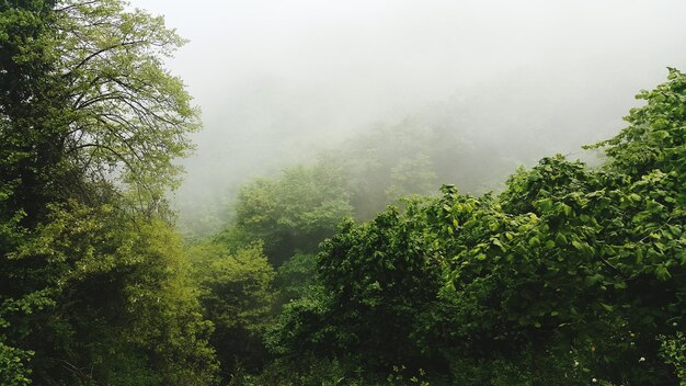 Foresta nebbiosa