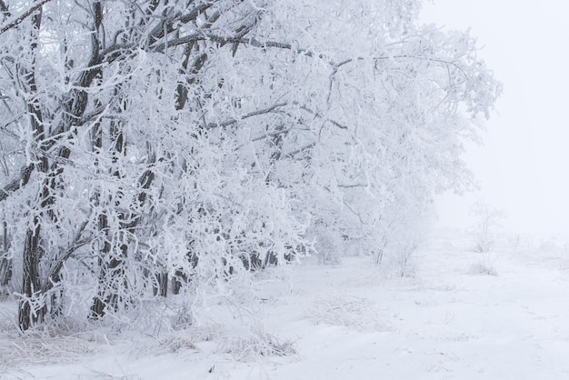 Foresta nel gelo Paesaggio invernale Alberi innevati