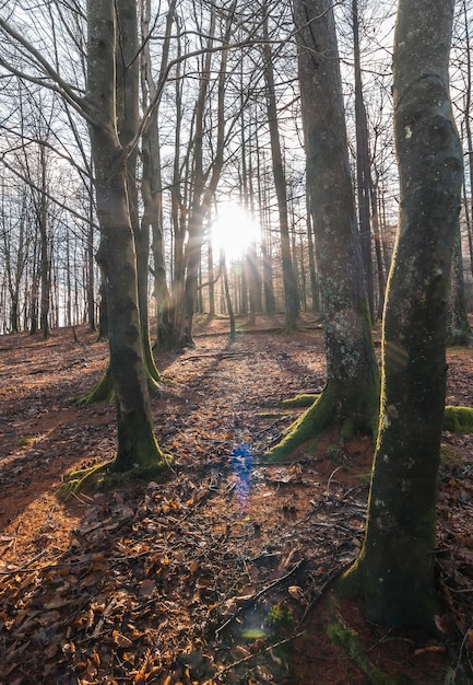 Foresta nel monte di Aiako Harria Guipuzcoa Paesi Baschi