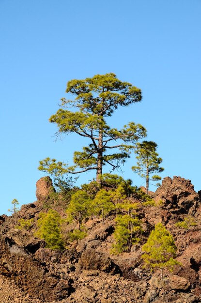 Foresta Nel Parco Nazionale Del Teide Tenerife