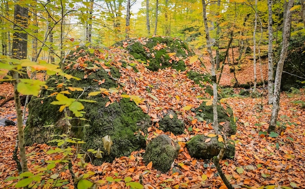 Foresta nel parco nazionale di Yedigoller in Turchia