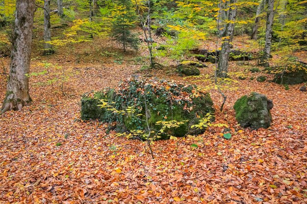 Foresta nel parco nazionale di Yedigoller in Turchia