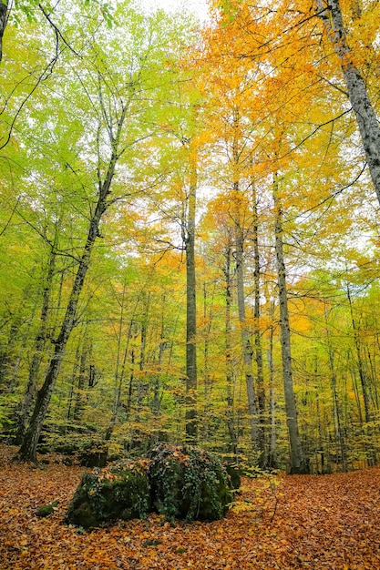 Foresta nel parco nazionale di Yedigoller in Turchia