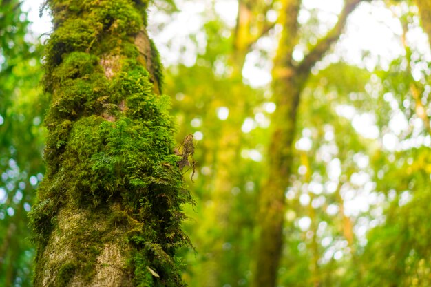 foresta nel parco nazionale Inthanon Tailandia