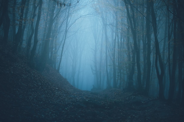 Foresta nella nebbia con nebbia.