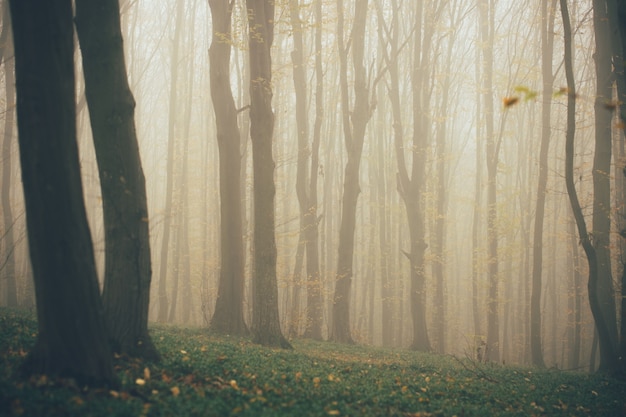 Foresta nella nebbia con nebbia.