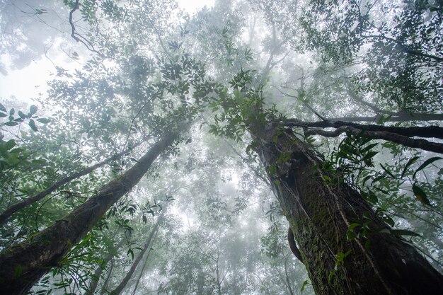 Foresta nella nebbia