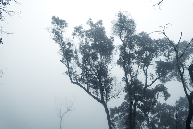 Foresta nella nebbiosa giornata di pioggia, felci e alberi