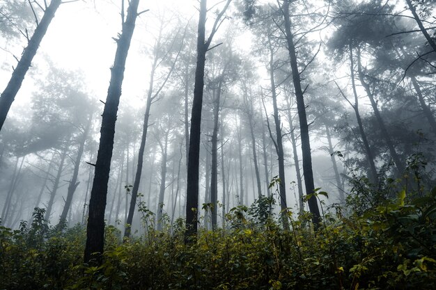 Foresta nella nebbiosa giornata di pioggia, felci e alberi