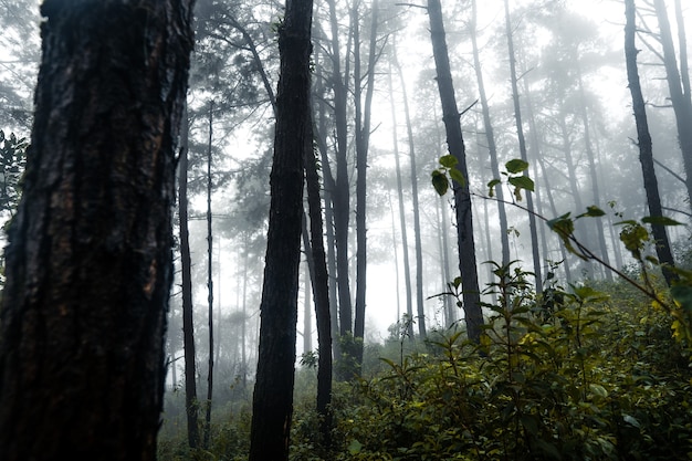 Foresta nella nebbiosa giornata di pioggia, felci e alberi