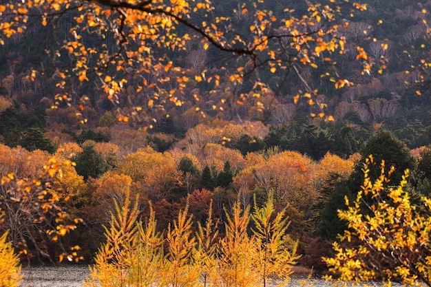 Foresta nella stagione autunnale