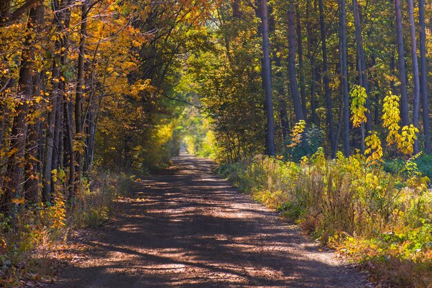 Foresta nella strada circostante Bosco da favola Strada sterrata attraverso alberi con fogliame autunnale