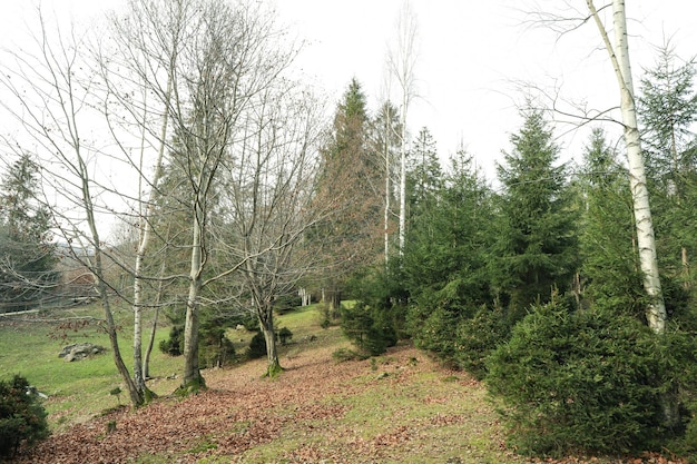 Foresta nelle montagne dei Carpazi nel giorno d'autunno