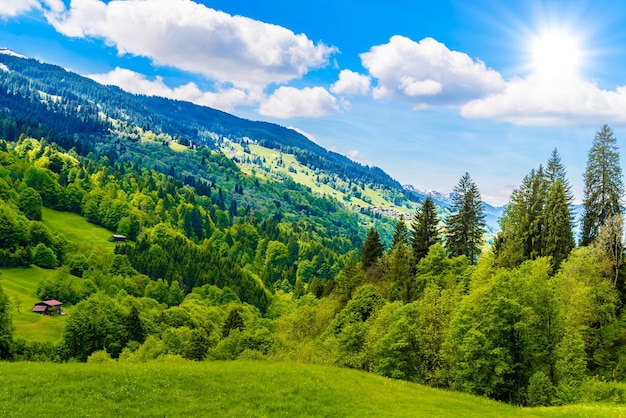 Foresta nelle montagne delle Alpi KlostersSerneus Davos Graubuenden