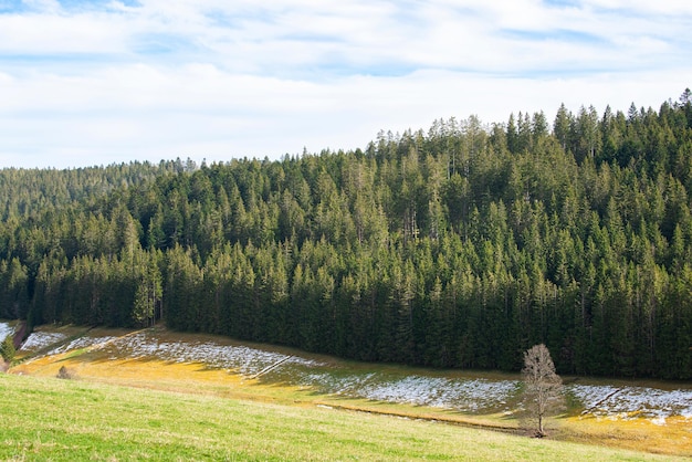 Foresta nera con alberi di conifere paesaggio in Germania neve in primavera destinazione di viaggio