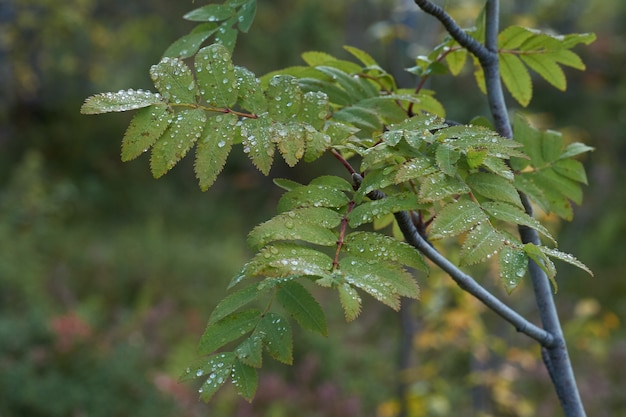 Foresta nordica bellissima mattinata con la natura