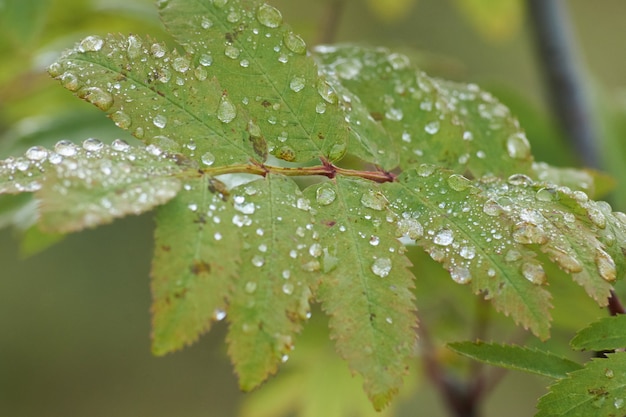 Foresta nordica bellissima mattinata con la natura