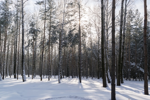 Foresta o parco di inverno nella giornata di sole di neve