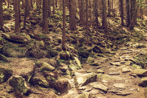 Foresta oscura e lunatica