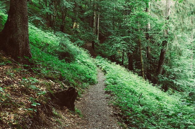 Foresta oscura e lunatica